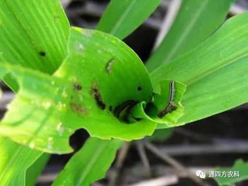 ���הQ����ô�k����ץ�o��Q��Ӱ푮a(ch��n)��!!!