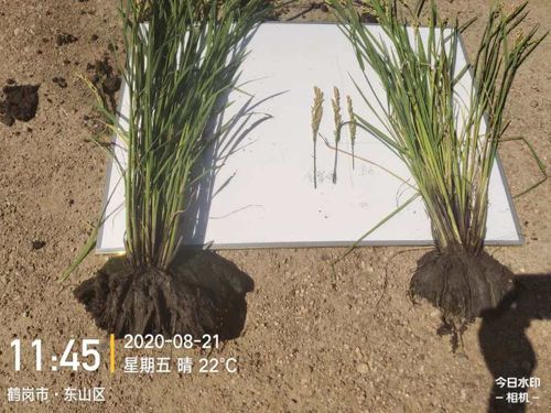 ͨ�ķ��r�Ƹ����;��׏ͺϷ���ˮ���ϵ�Ч�����F(xi��n)